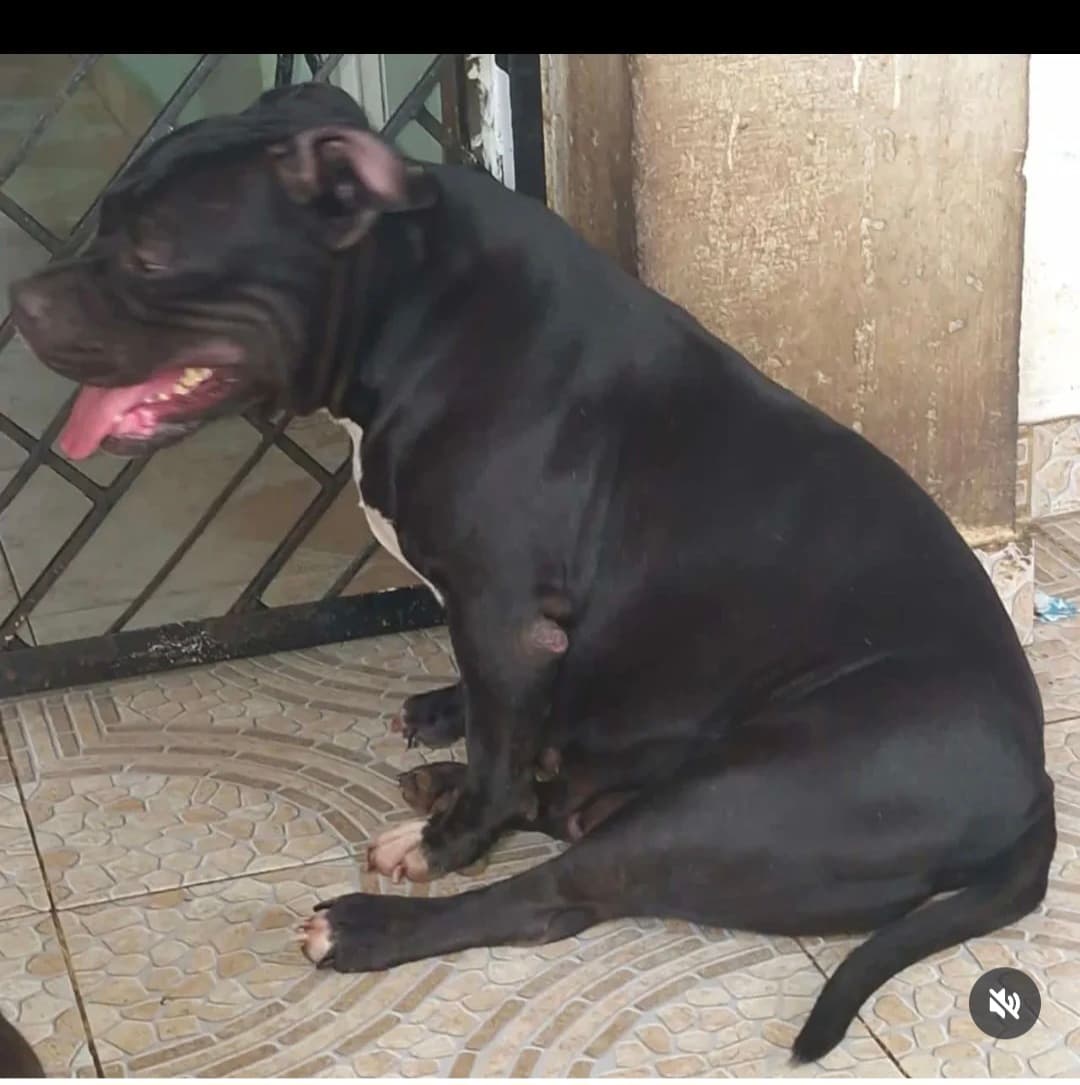 Mlb oprah de molosterrs d castle